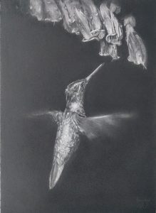 Hummingbird drawing