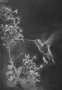 Hummingbird and Sage drawing
