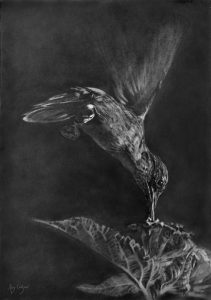 Tufted Coquette drawing