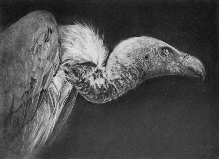 White Backed Vulture drawing