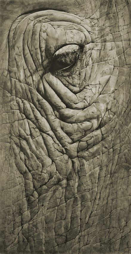 Vertical drawing of a rhino's eye and surrounding face